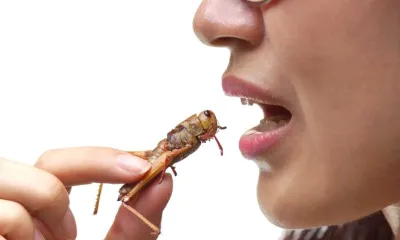 Government Funded Group Explores Using Psychological Propaganda to Make People Eat Bugs